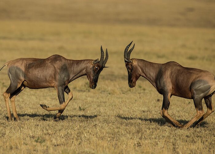 Horned Greeting Card featuring the photograph Male Topis Fighting During Mating Season by Manoj Shah