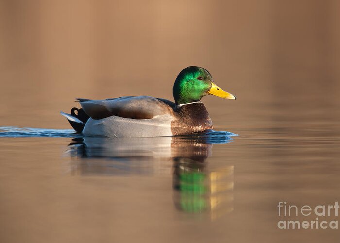 Clarence Holmes Greeting Card featuring the photograph Mallard by Clarence Holmes