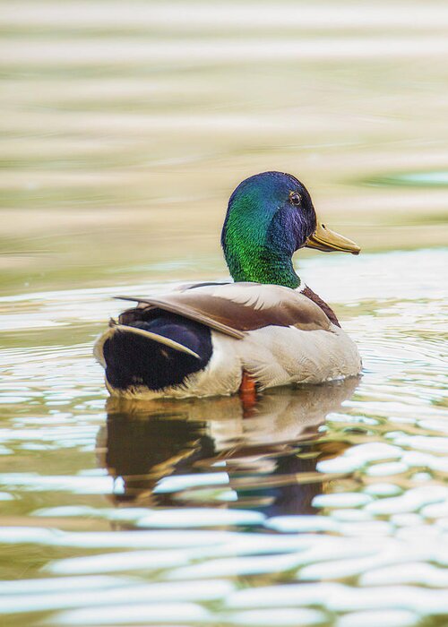 Waterfowl Greeting Card featuring the photograph Mallard Colors From Behind by Bill and Linda Tiepelman