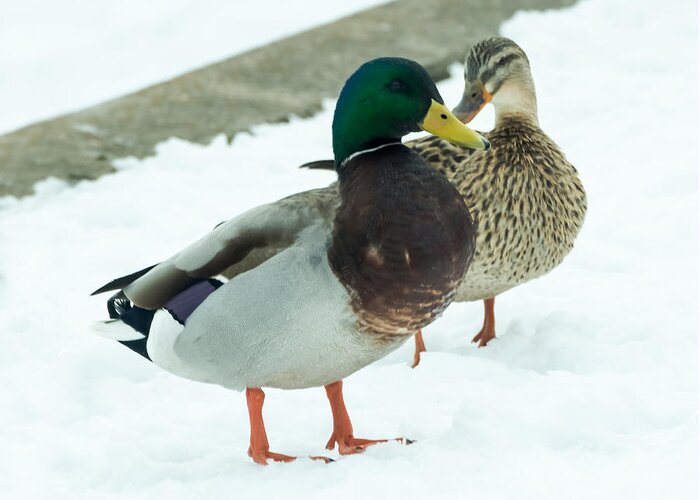 Drake Greeting Card featuring the photograph Mallards in the Snow by Holden The Moment