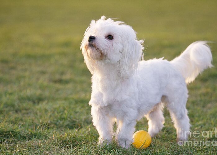 Dog Greeting Card featuring the photograph Maltese With Ball by Johan De Meester