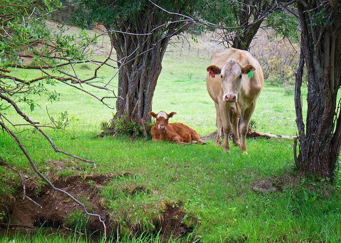 Cow Greeting Card featuring the photograph Mama Cow and Calf by Mary Lee Dereske