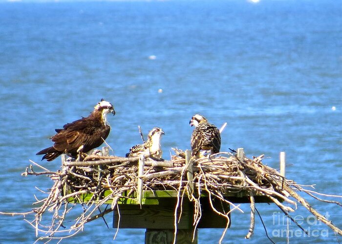 Osprey Greeting Card featuring the photograph Mama Osprey And Her Babies by Nancy Patterson
