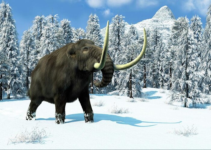 Mammuthus Sp Greeting Card featuring the photograph Mammoth by Roger Harris