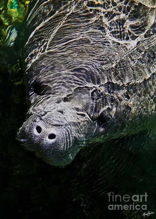 Manatee Greeting Card featuring the photograph Manatee 01 by Melissa Fae Sherbon