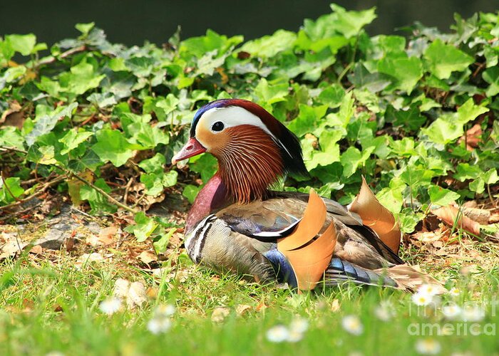 Animal Greeting Card featuring the photograph Mandarin Duck in the grass by Amanda Mohler