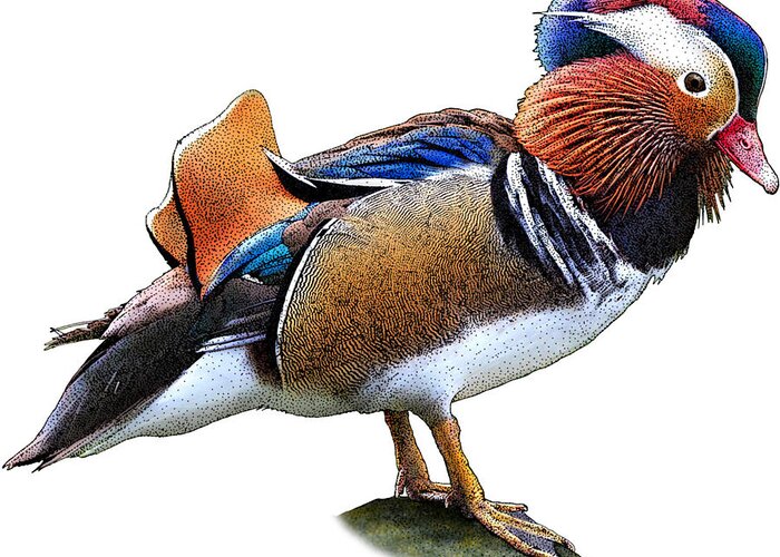 Nature Greeting Card featuring the photograph Mandarin Duck by Roger Hall