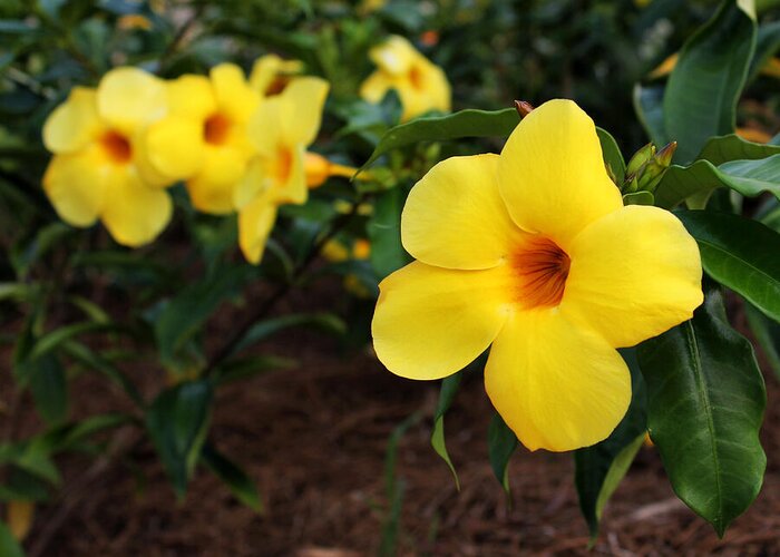 Mandevilla Greeting Card featuring the photograph Mandevilla by Judy Vincent