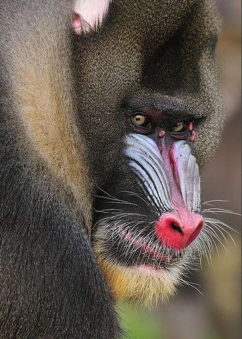 Feb0514 Greeting Card featuring the photograph Mandrill Male by Thomas Marent