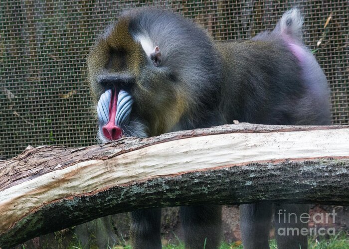 Mandrill Greeting Card featuring the photograph Mandrill by Suzanne Luft