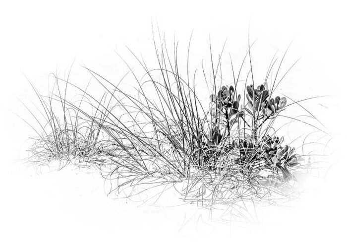 Mangrove And Sea Oats Greeting Card featuring the photograph Mangrove and Sea Oats-bw by Marvin Spates