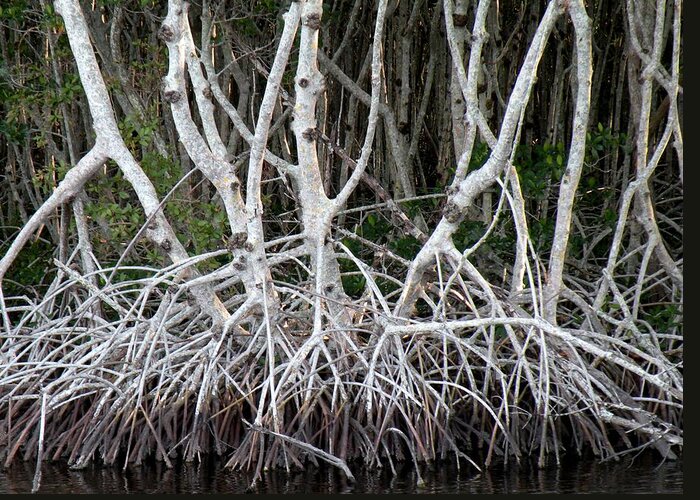 Trees Greeting Card featuring the photograph Mangrove Roots by Rosalie Scanlon