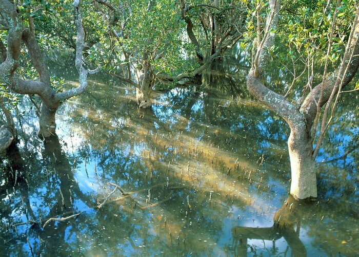 Mangrove Swamp Greeting Card featuring the photograph Mangrove Swamp During A High Tide by Simon Fraser/science Photo Library