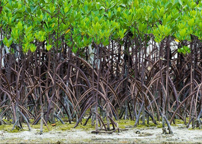 Mangroves Greeting Card featuring the photograph Mangroves by Avian Resources