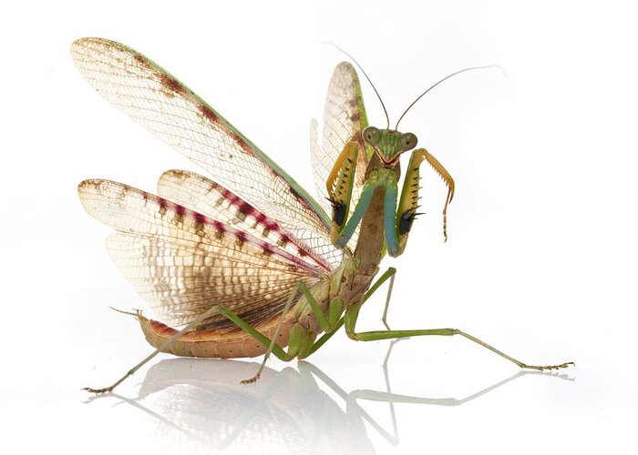 496689 Greeting Card featuring the photograph Mantid In Defense Posture Gorongosa by Piotr Naskrecki