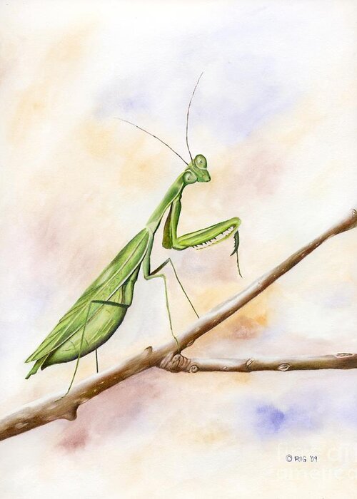 Mantis Greeting Card featuring the drawing Mantis by Rosellen Westerhoff
