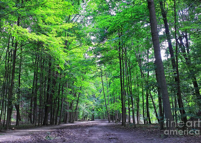 Green Greeting Card featuring the photograph Maple Forest by Charline Xia