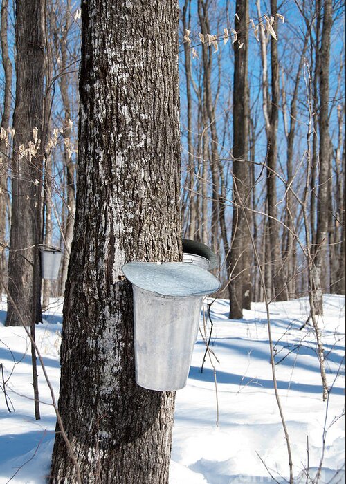 Maple Syrup Greeting Card featuring the photograph Maple Forest by Cheryl Baxter