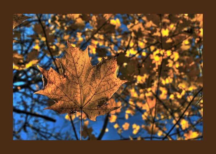 Maple Leaf Greeting Card featuring the photograph Maple Leaf Still Standing by Karl Anderson
