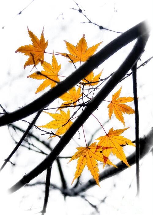 Fall Greeting Card featuring the photograph Maple Leaves by Jonathan Nguyen