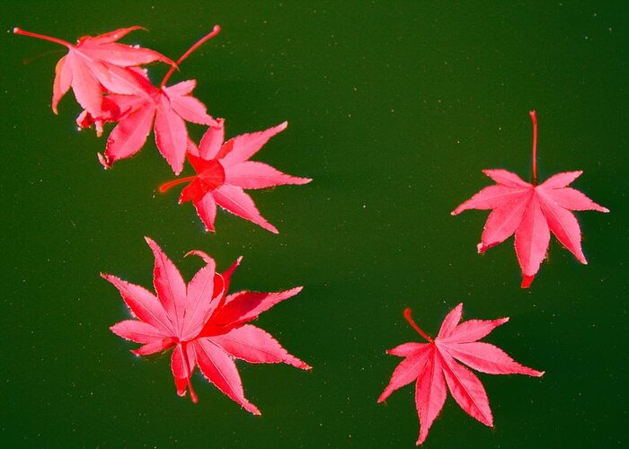 Maple Greeting Card featuring the photograph Maple Leaves by Kathryn Meyer