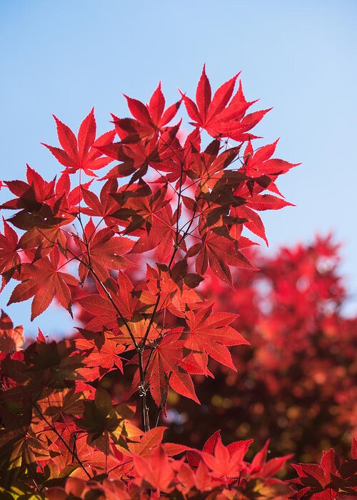 Autumn Greeting Card featuring the photograph Maple Leaves by Parker Cunningham