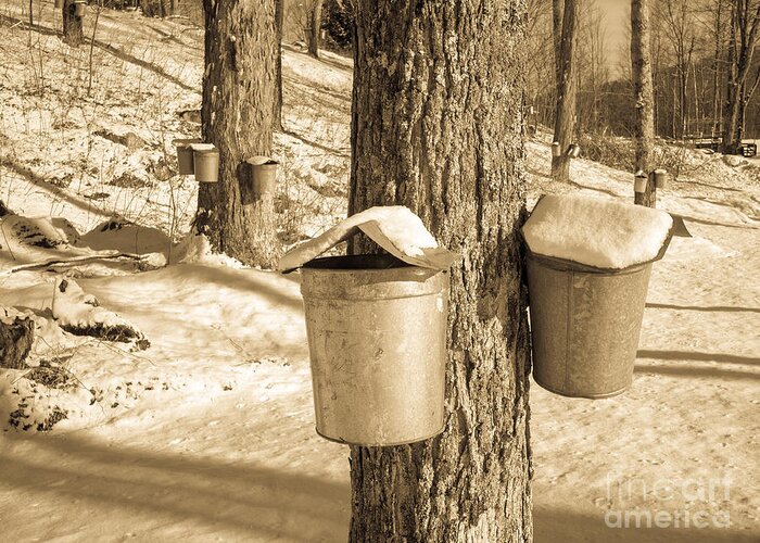 Vermont Greeting Card featuring the photograph Maple Sap Buckets by Edward Fielding