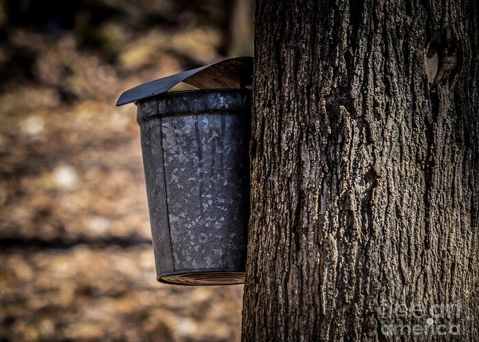 Collecting Sap Greeting Card featuring the photograph Maple Syrup Time Collecting Sap by Ronald Grogan
