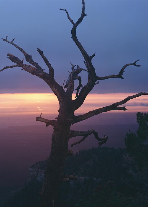 Arizona Greeting Card featuring the photograph Marble View Snag-V by Tom Daniel