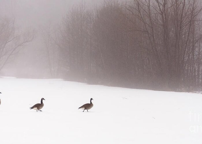 Fog Greeting Card featuring the photograph March of the Canadian Geese by Debra Fedchin