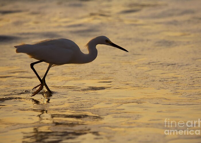 Egret Greeting Card featuring the photograph March of the Egret by Michael Dawson