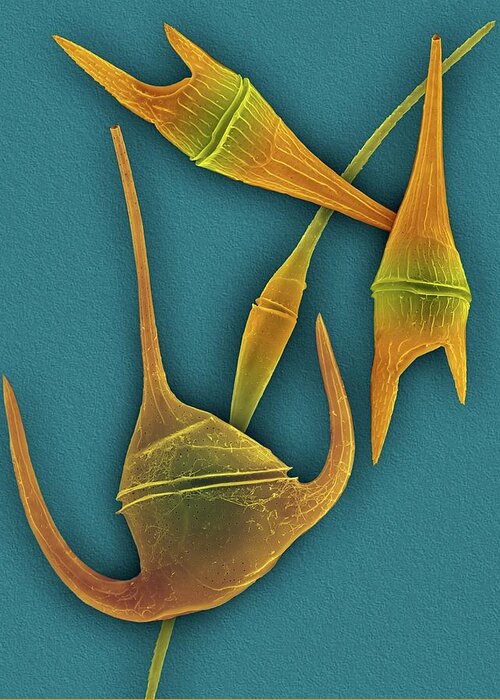 24991b Greeting Card featuring the photograph Marine Dinoflagellates (ceratium Spp.) by Dennis Kunkel Microscopy/science Photo Library