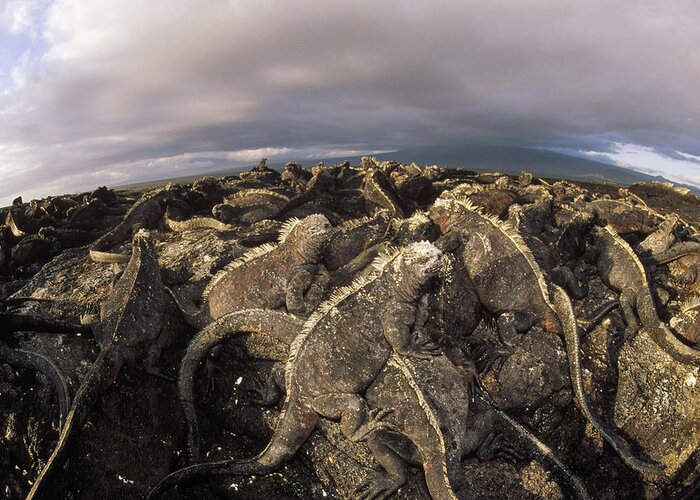 Feb0514 Greeting Card featuring the photograph Marine Iguana Colony Basking Galapagos by Tui De Roy