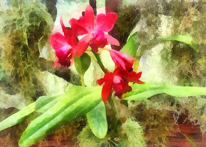 Cattleya Greeting Card featuring the photograph Maroon Cattleya Orchids by Susan Savad