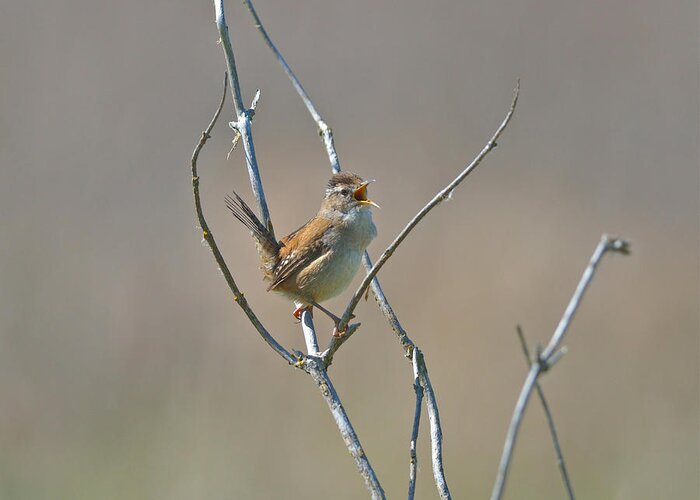 Marsh Wren Greeting Card featuring the photograph Marsh Wren by Kathy King