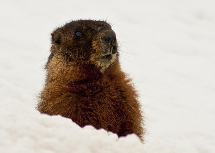 Yellow Bellied Marmot Greeting Card featuring the photograph Marty the Marmot by Daniel Hebard