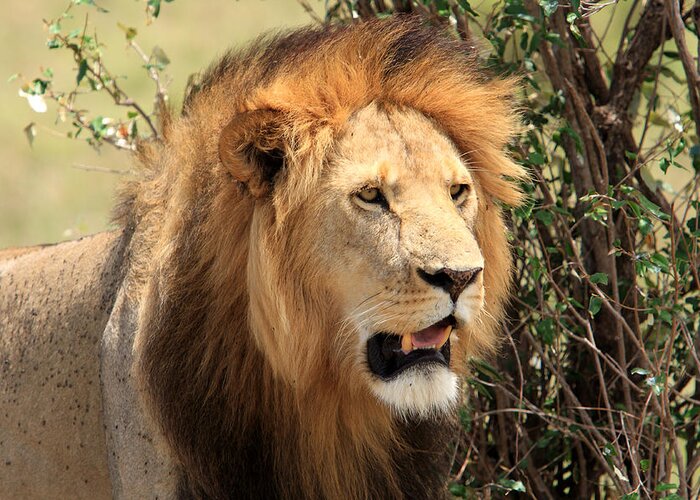 Lion Greeting Card featuring the photograph Masai Mara Lion by Aidan Moran