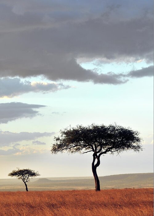 Scenics Greeting Card featuring the photograph Masai Mara Sunset And Acacias by Ignacio Palacios