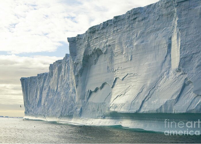 00346006 Greeting Card featuring the photograph Massive Iceberg, South Georgia #1 by Yva Momatiuk John Eastcott