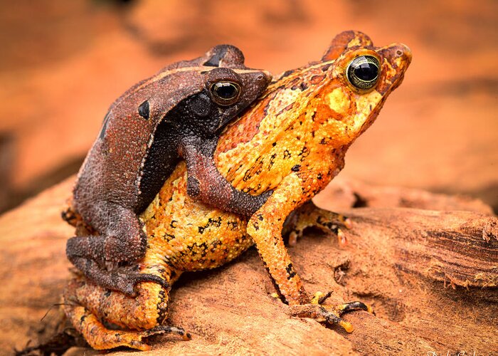 Toad Greeting Card featuring the photograph Mating Tropical Toads by Dirk Ercken