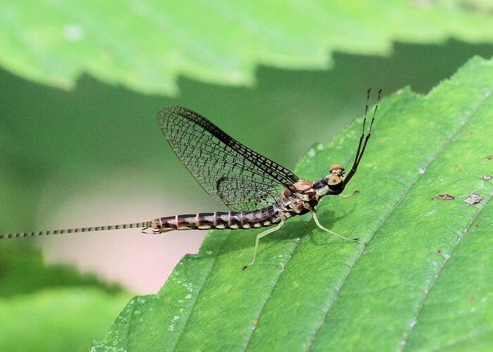 Mayfly Greeting Card featuring the photograph Mayfly by Doris Potter