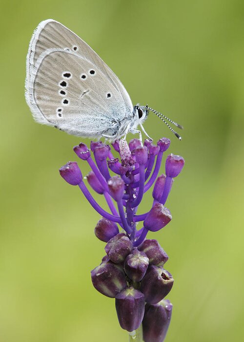 Silvia Reiche Greeting Card featuring the photograph Mazarine Blue Butterfly Dordogne France by Silvia Reiche