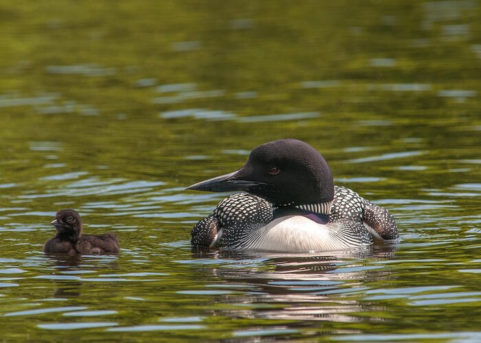 Common Loon Greeting Card featuring the photograph Me and My Baby by Brenda Jacobs