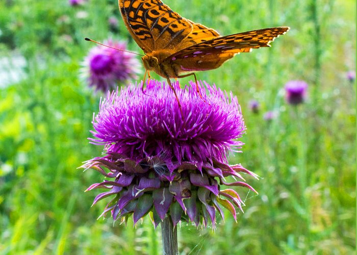 Nature Greeting Card featuring the photograph Meadow Fritillary Butterfly by Jens Larsen