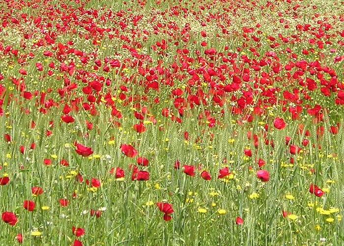 Poppy Greeting Card featuring the photograph Meadow With Beautiful Bright Red Poppy Flowers by Taiche Acrylic Art