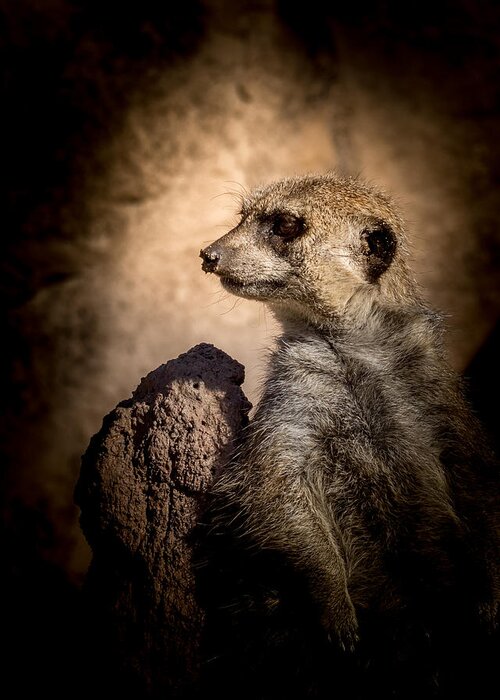 Meerkat Greeting Card featuring the photograph Meerkat 12 by Ernest Echols