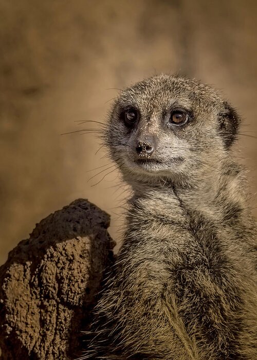 Meerkat Greeting Card featuring the photograph Meerkat by Ernest Echols