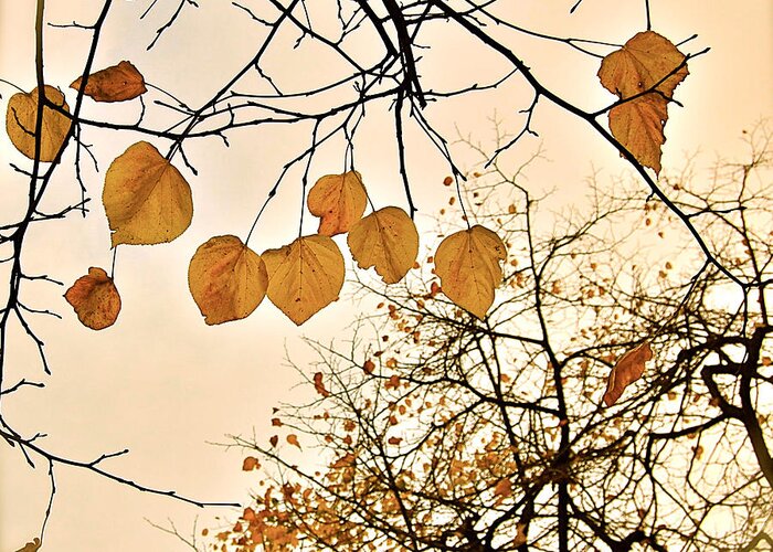 Autumn Greeting Card featuring the photograph Mellow Touch by HweeYen Ong