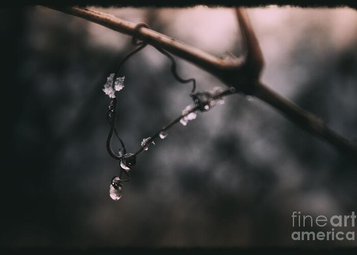 Dew Drop Greeting Card featuring the photograph Melting Snow by Nivas Photography
