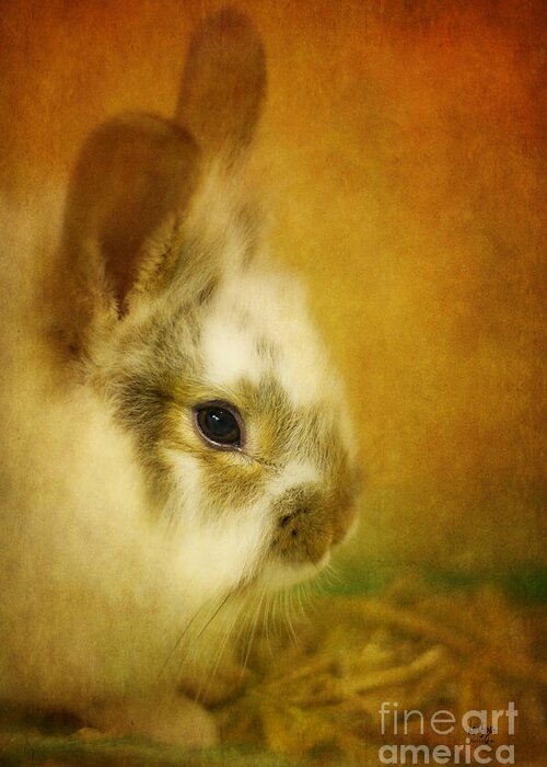 Rabbit Greeting Card featuring the photograph Memories of Watership Down by Lois Bryan